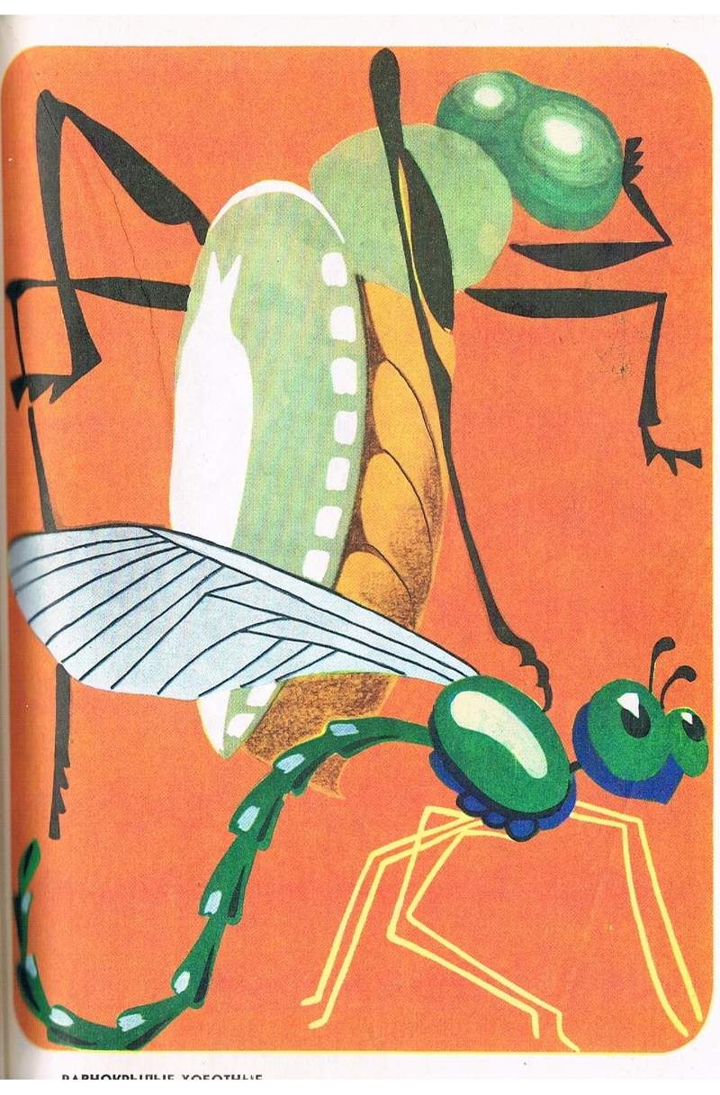 Homopterans [A. Bloch]