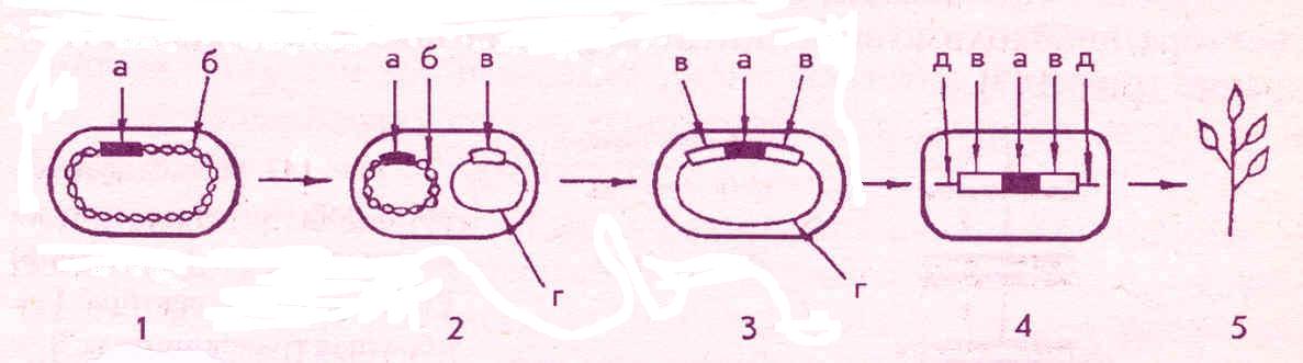   ()   () Escherichia coli   (5)   - i-  [..]