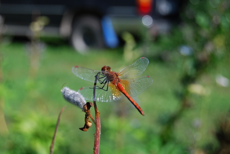 dragonfly