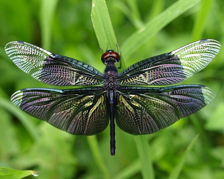 dragonfly