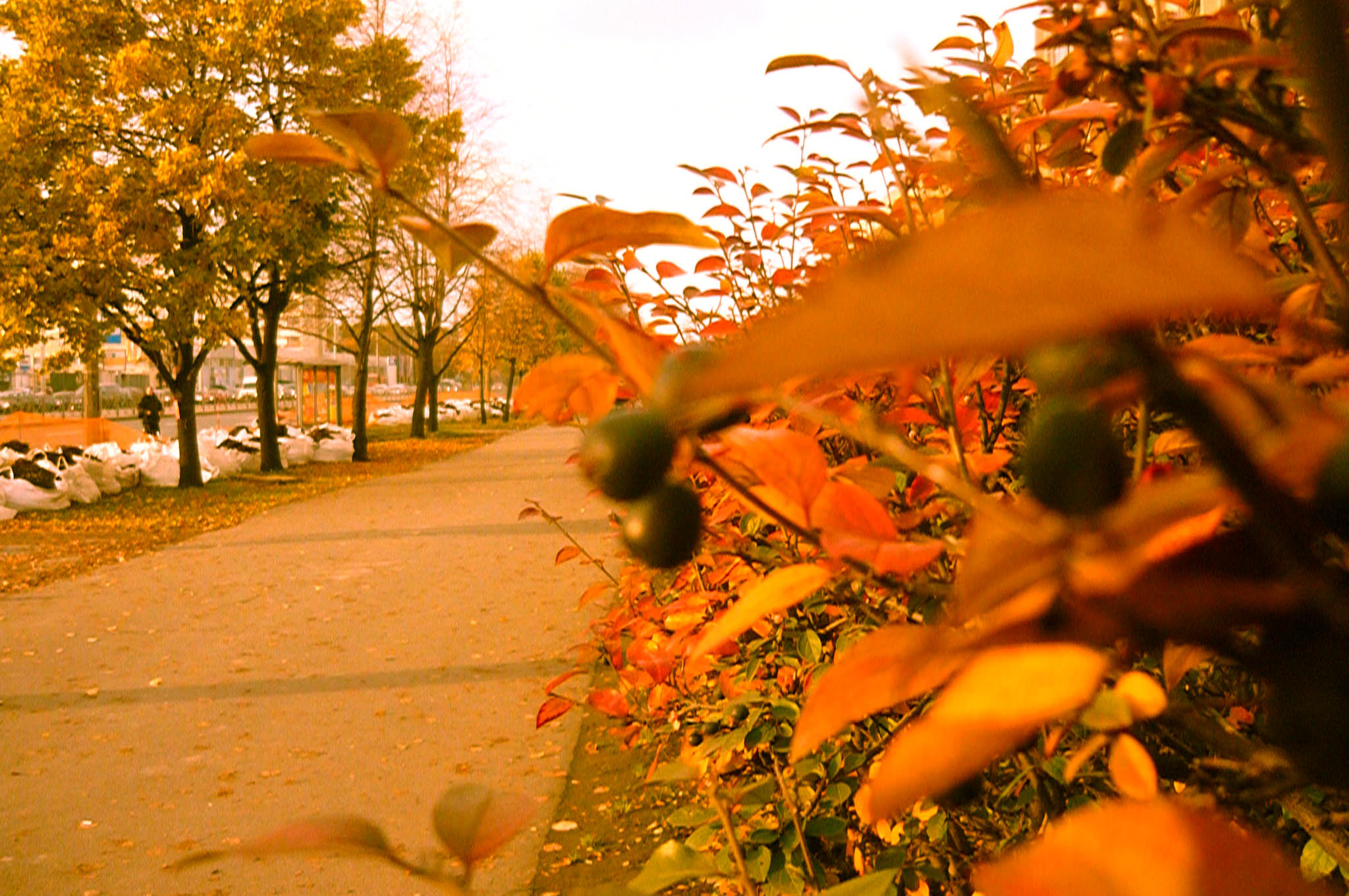 Autumn street at Saint-Petersburg [Alexander Shemetev]