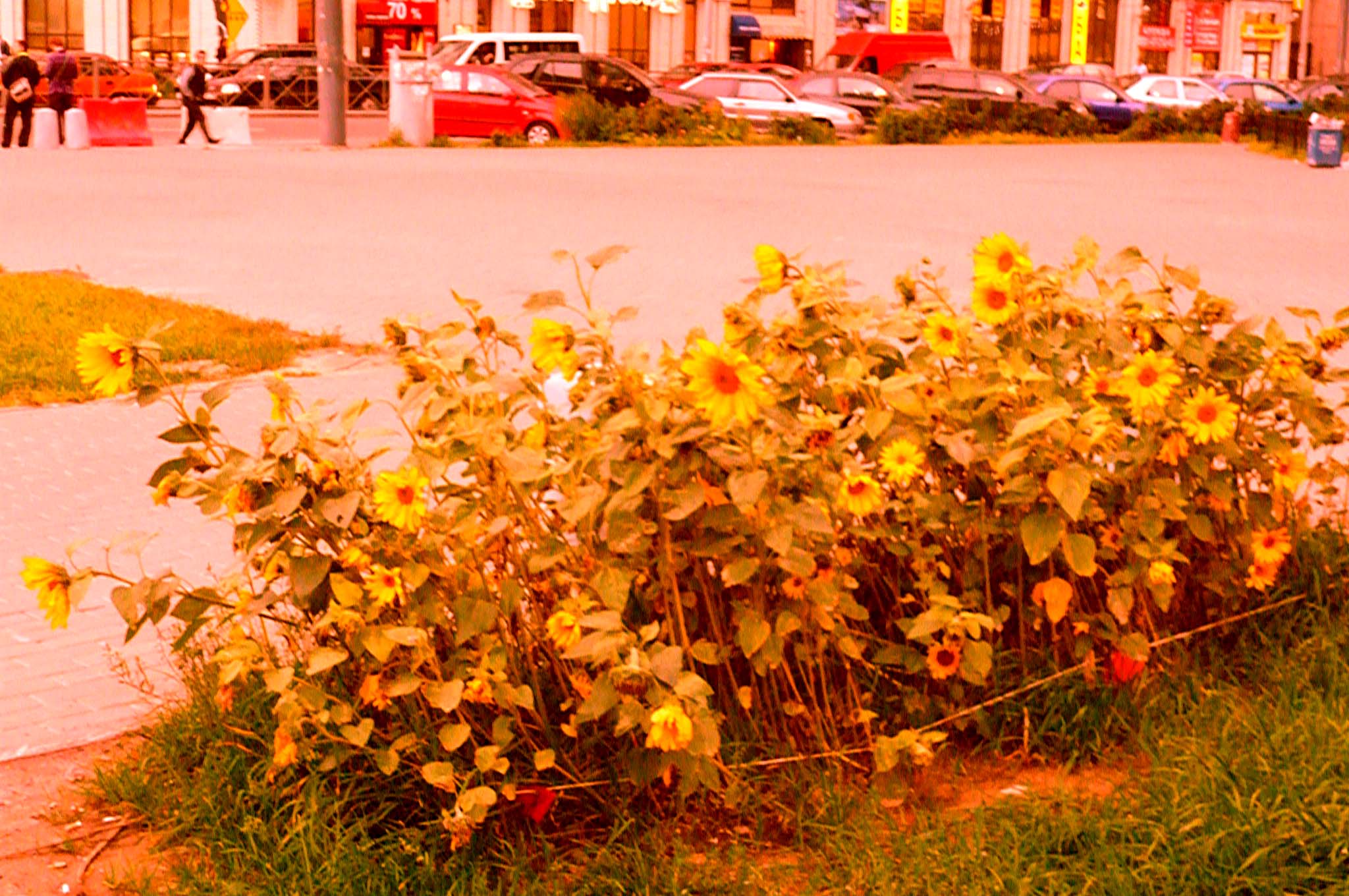 Sunflowers at the city (Saint-Petersburg) [Alexander Shemetev]